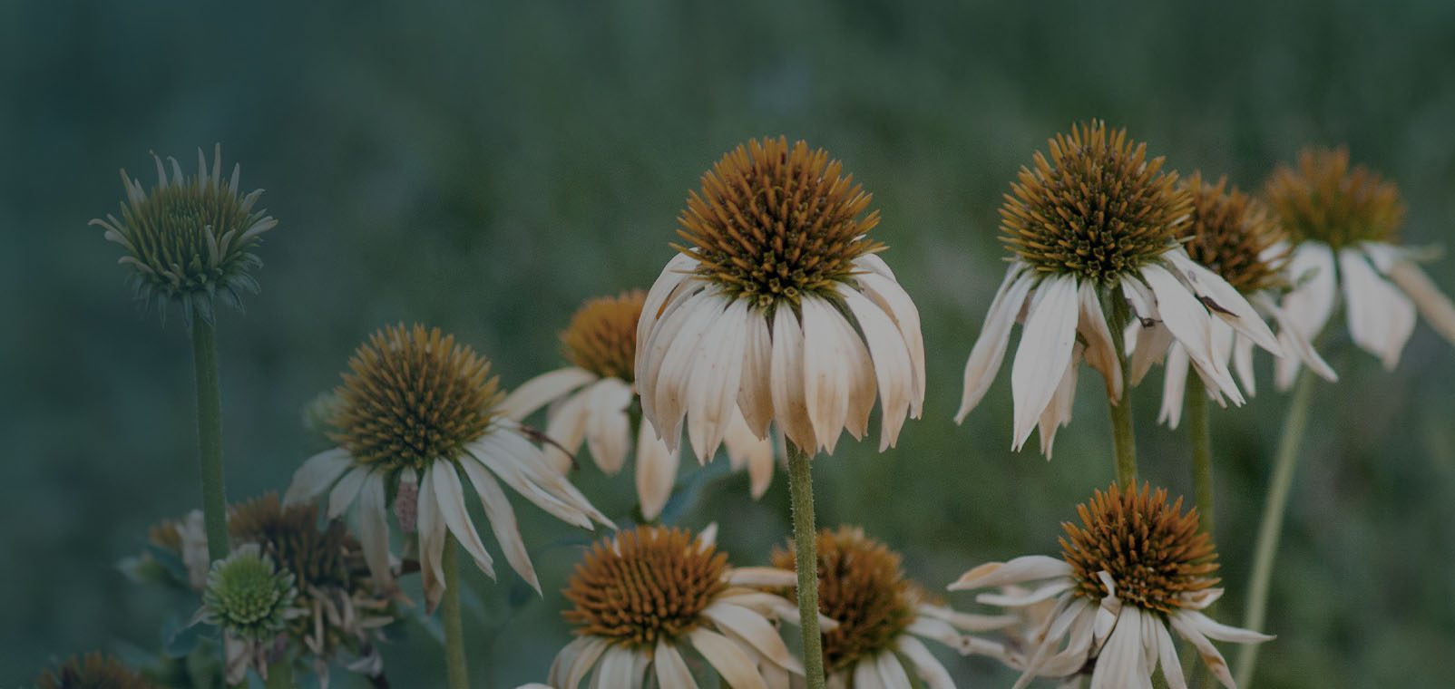 White coneflowers in bloom, symbolizing growth and resilience at The Trust Company
