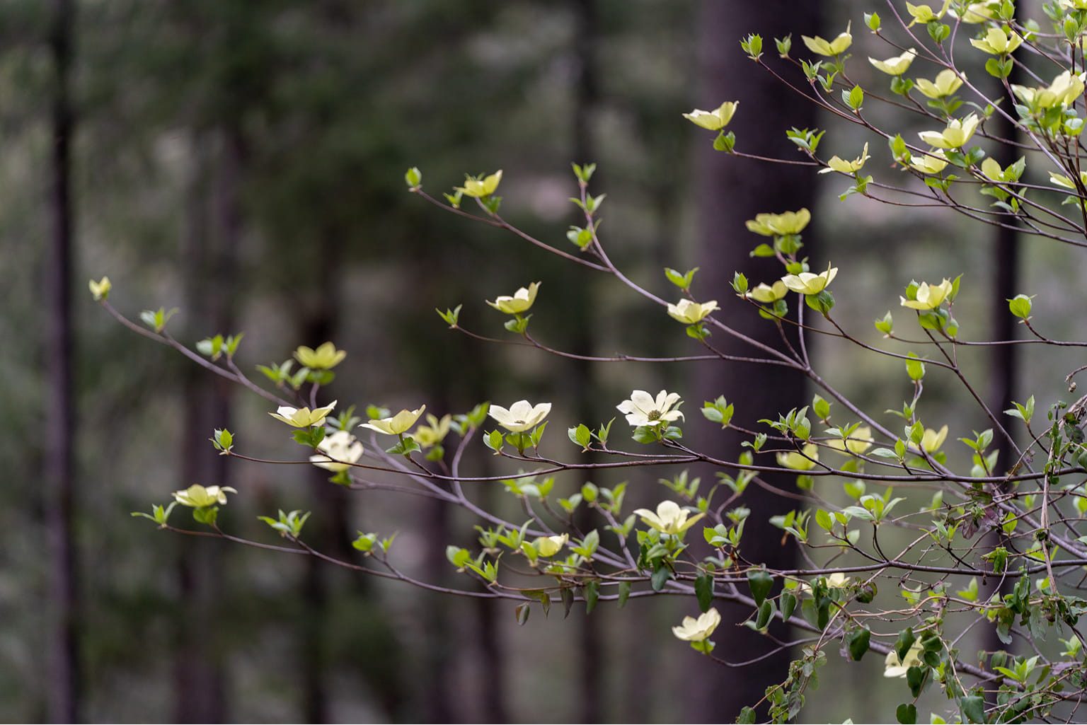 Desserts Banner Logo